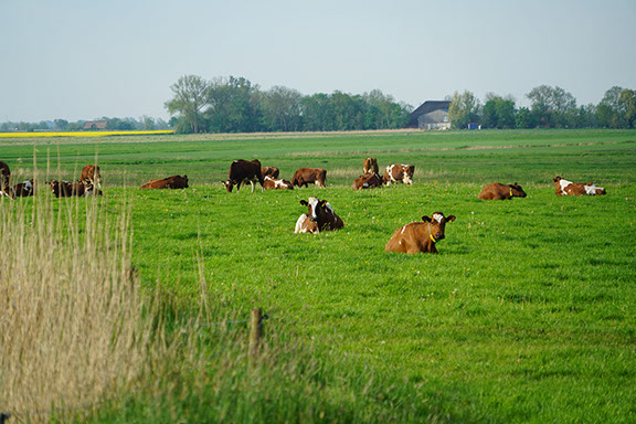 Kühe